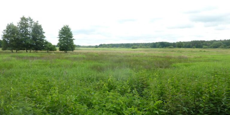 Wümmeniederung